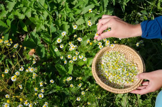 Herbalist hand pick camomile herbal flower blooms to wooden wicker dish in garden. Alternative medicine.