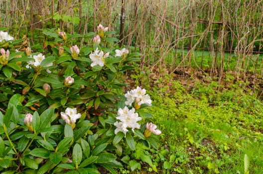 beautiful wide white magnolia bush country garden to the fence