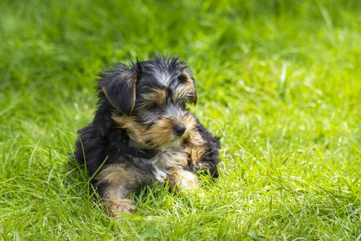 yorkshire terrier