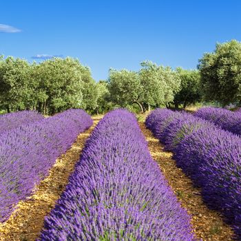 Lavender field in Provence, near Gordes, France