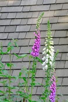 Foxgloves with tile background