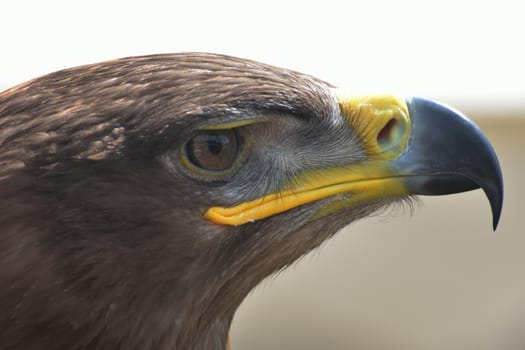 Eagle head in close up