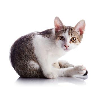 Multi-colored small kitten. Kitten on a white background. Small predator. Small cat.