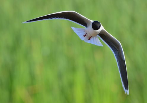 A Black headed Gull on flying.(Larus ridibundus)