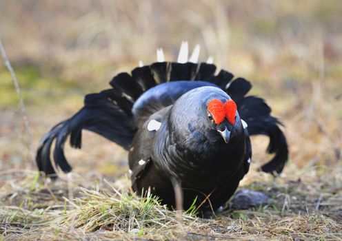 The Black Grouse or Blackgame (Tetrao tetrix) at the Lek.