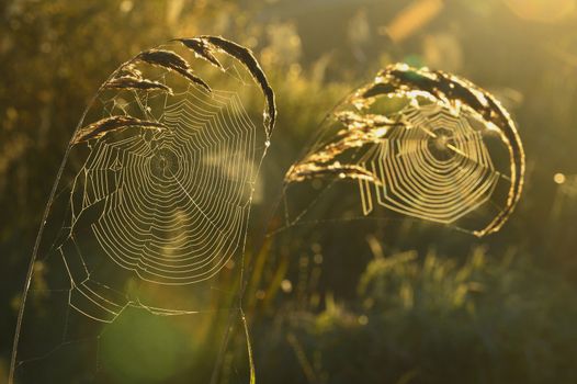 Spider web on a meadow in the rays of the rising sun.  Cobweb on the autumn meadow backlit by the rising sun.