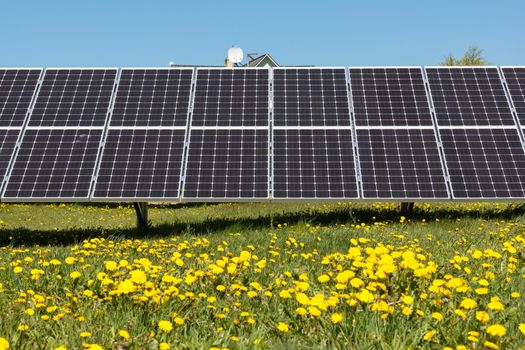 Solar panels in a field with dandelion flowers