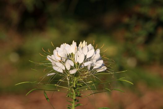 Cleome or Spider Flower in early morning sun