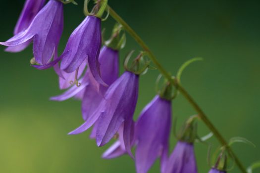 Harebell flower in late afternoon light cloaeup