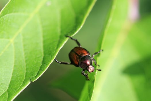 Japanese Beetle moving between two leaves in morning sun