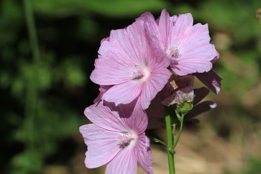 Mallow Flower in early morning sun closeup