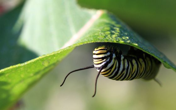 Monarch Caterpillar under milkweed plant leave