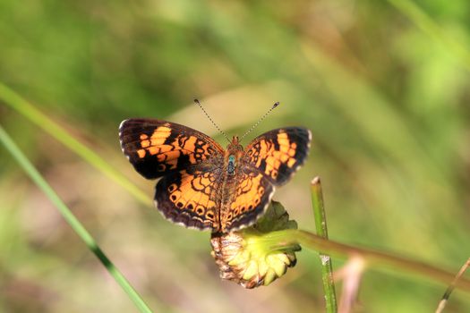 pearl crescent butterfly warming in morning sun