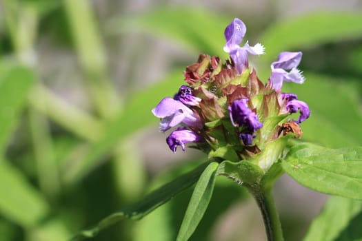 self heal flower in early morning sun