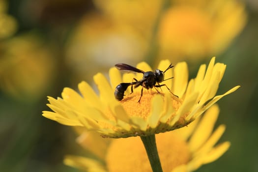 thick headed fly on yellow daisy in early morning sun