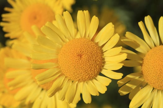 yellow daisy in early morning sun closeup