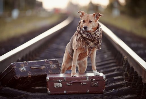 Dog on rails with suitcases. The dog looks for the house. The dog waits for the owner. The lost dog. Mongrel on the road. Dog on rails. Dog with suitcases. Not purebred dog on the road. Traveler. Vagrant dog. Tramp.