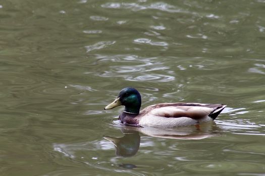 mallard