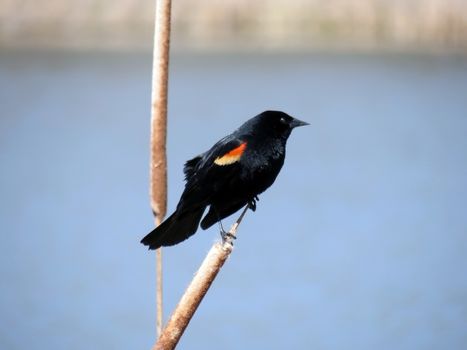 redwinged blackbird