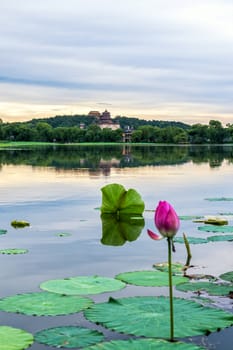 The Summer palace with lotus flower under the sunset in Beijing.