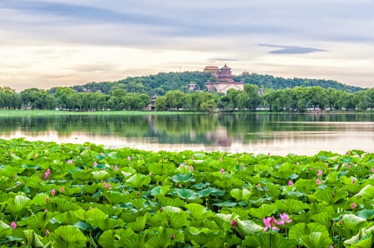 The Summer palace with lotus flower under the sunset in Beijing.