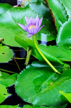 Purple lotus flower blossom in the pool,WaterLily