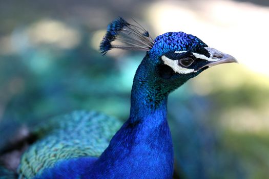 The peacock in the Popcorn zoo in the USA