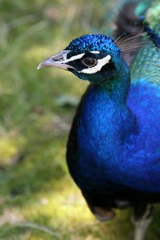 The peacock in the Popcorn zoo in the USA