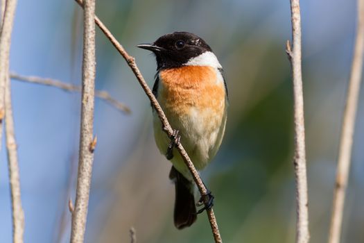 Male stonechat sitting on a branch