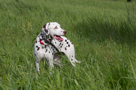 dalmatian runs on a green meadow