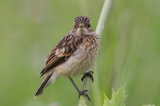 Fledgling stonechat sitting on a branch