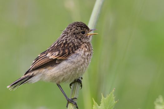 Fledgling stonechat sitting on a branch