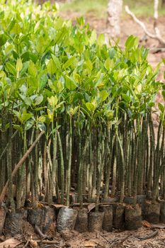 Mangrove seedlings in preparation for planting in Thailand.