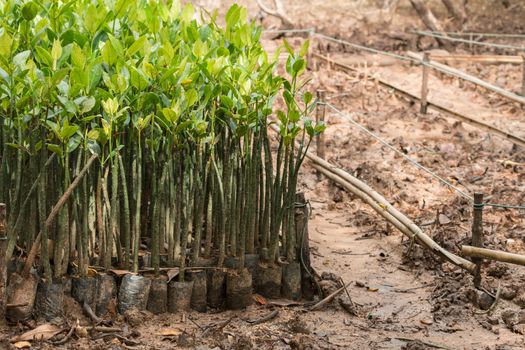 Mangrove seedlings in preparation for planting in Thailand.