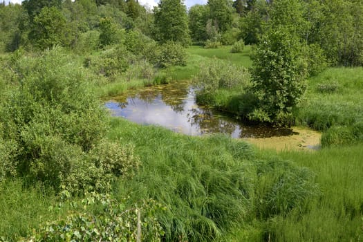 reddish water with duckweed in okrudenii green grass and trees