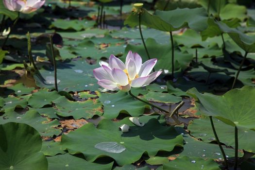Pink water lilly - detail of a beautiful water lotos in bloom