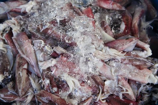 Squid covered with ice at the market