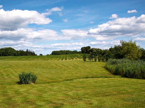 Beautiful lush green field with blue sky in the background