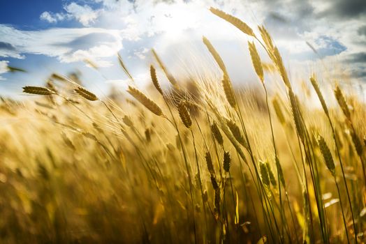 backdrop of ripening ears of yellow wheat field on the sunset cloudy orange sky background Copy space of the setting sun rays on horizon in rural meadow Close up nature photo Idea of a rich harvest 