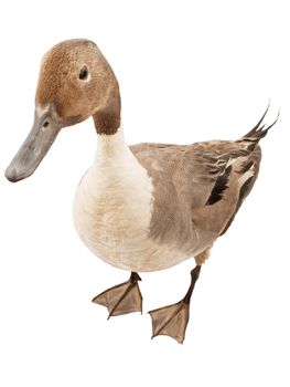 pintail isolated on white background