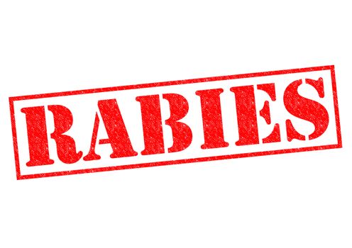 RABIES red Rubber Stamp over a white background.
