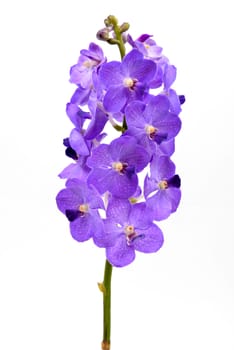 beautiful blooming orchid isolated on white background
