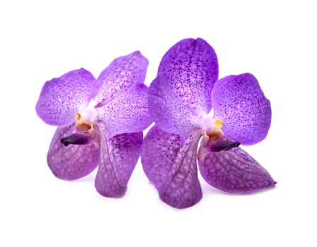 beautiful blooming orchid isolated on white background