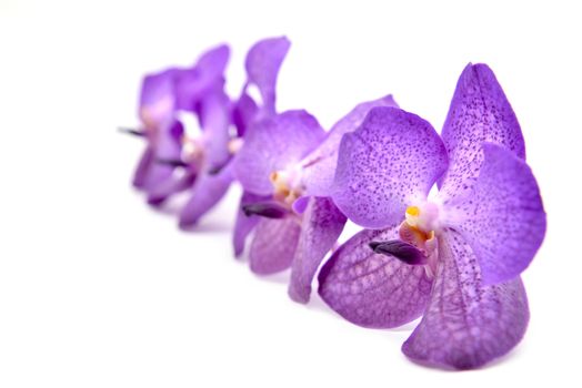 beautiful blooming orchid isolated on white background