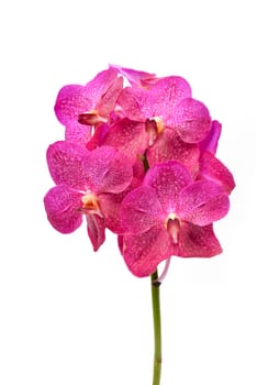 beautiful blooming orchid isolated on white background