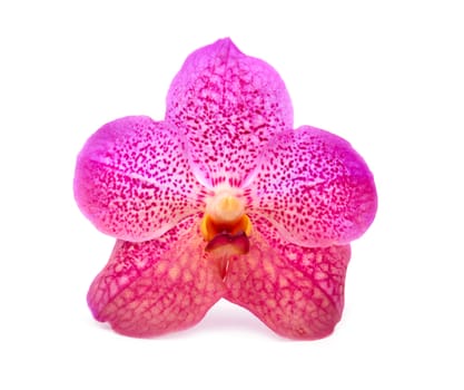 beautiful blooming orchid isolated on white background