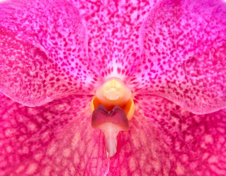 close up picture of beautiful blooming orchid 