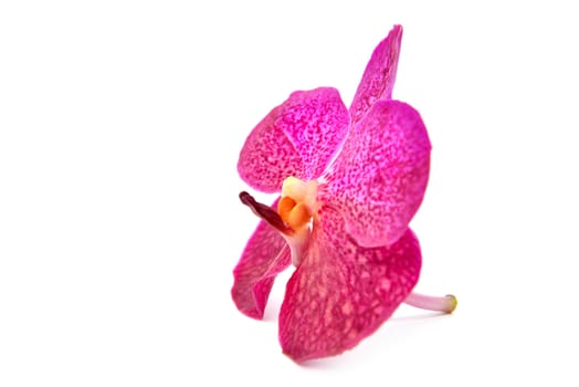 beautiful blooming orchid isolated on white background