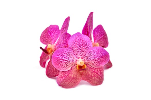 beautiful blooming orchid isolated on white background