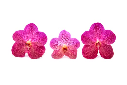 beautiful blooming orchid isolated on white background